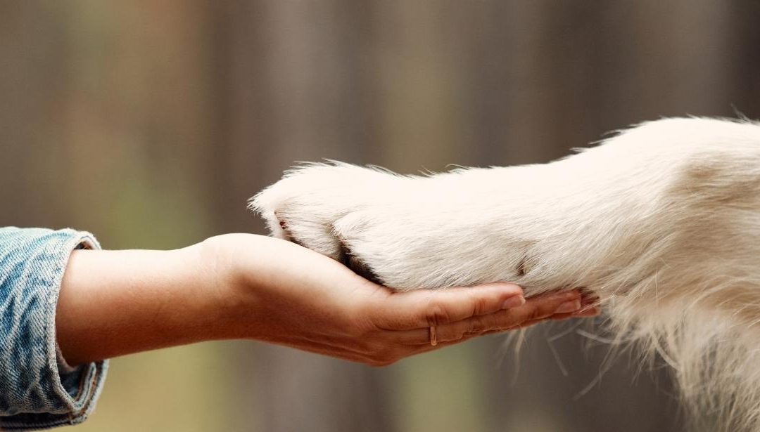 Humanimal Trust features in News-Medical