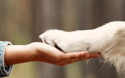 Humanimal Trust features in News-Medical