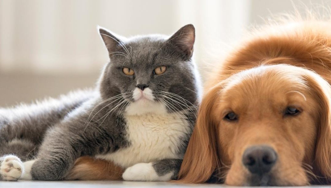 #ICARE. We care. Do you care about human and animal health this One Medicine Day?