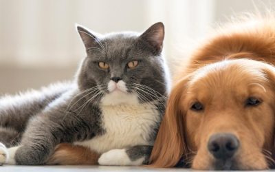 #ICARE. We care. Do you care about human and animal health this One Medicine Day?