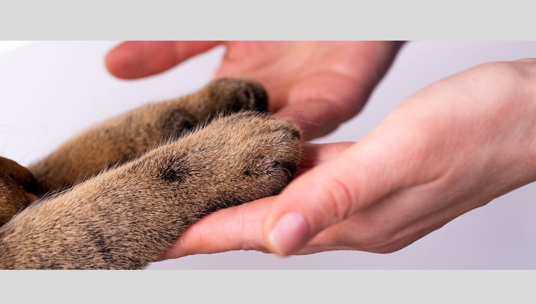 Public and Guardian Involvement and Engagement (PGIE) group