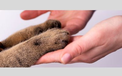 Public and Guardian Involvement and Engagement (PGIE) group