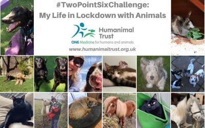 The 2.6 Campaign: My Life in Lockdown with Animals