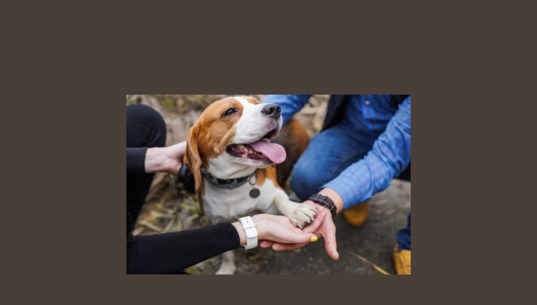 The Incredible Link Between Human and Animal Happiness – International Happiness Day – 20th March 2024