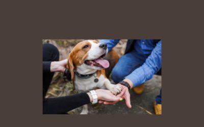 The Incredible Link Between Human and Animal Happiness – International Happiness Day – 20th March 2024