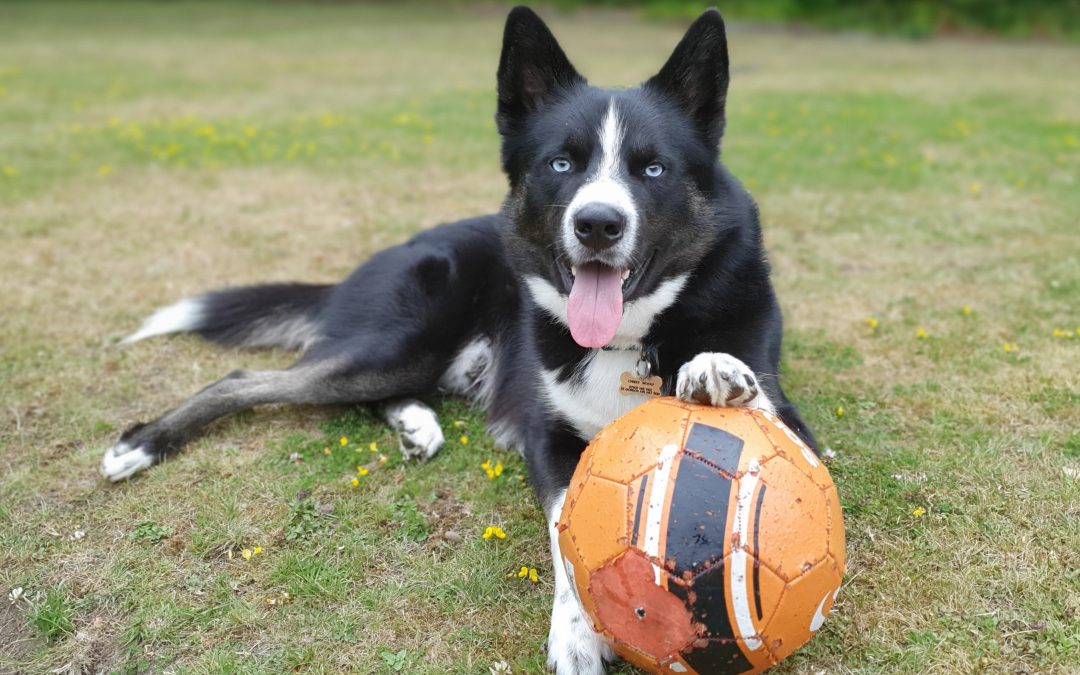 Humanimal Team share their own companion animal stories