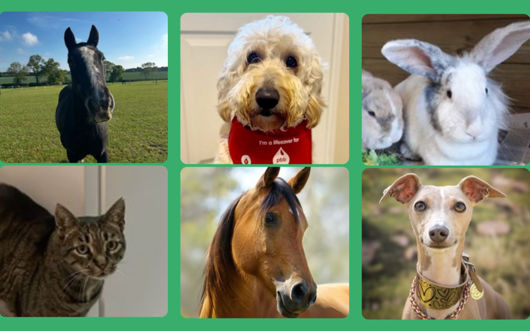 Drumroll please… meet the winners of our first Virtual Pet Show!
