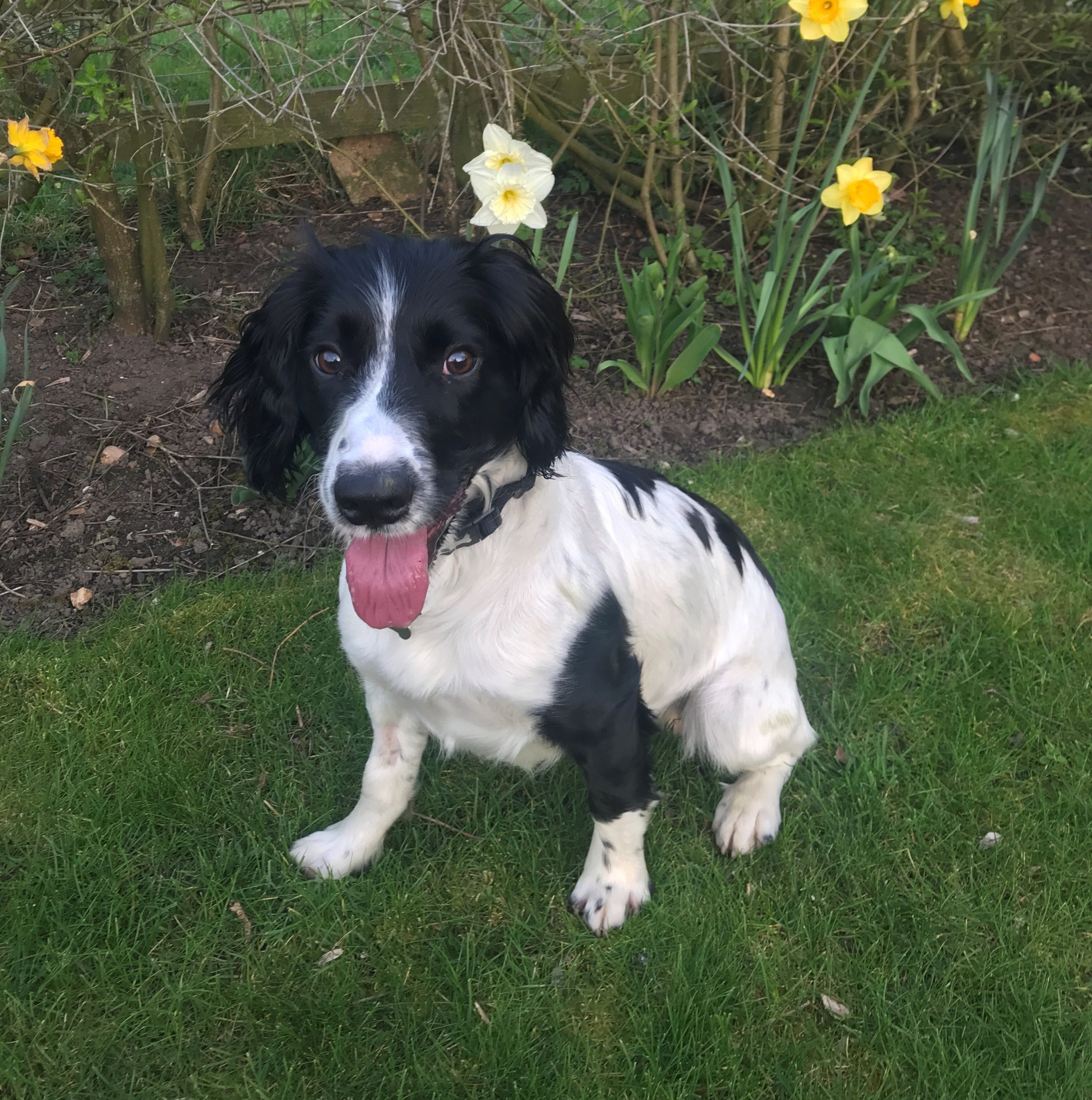Black and white spaniel dog