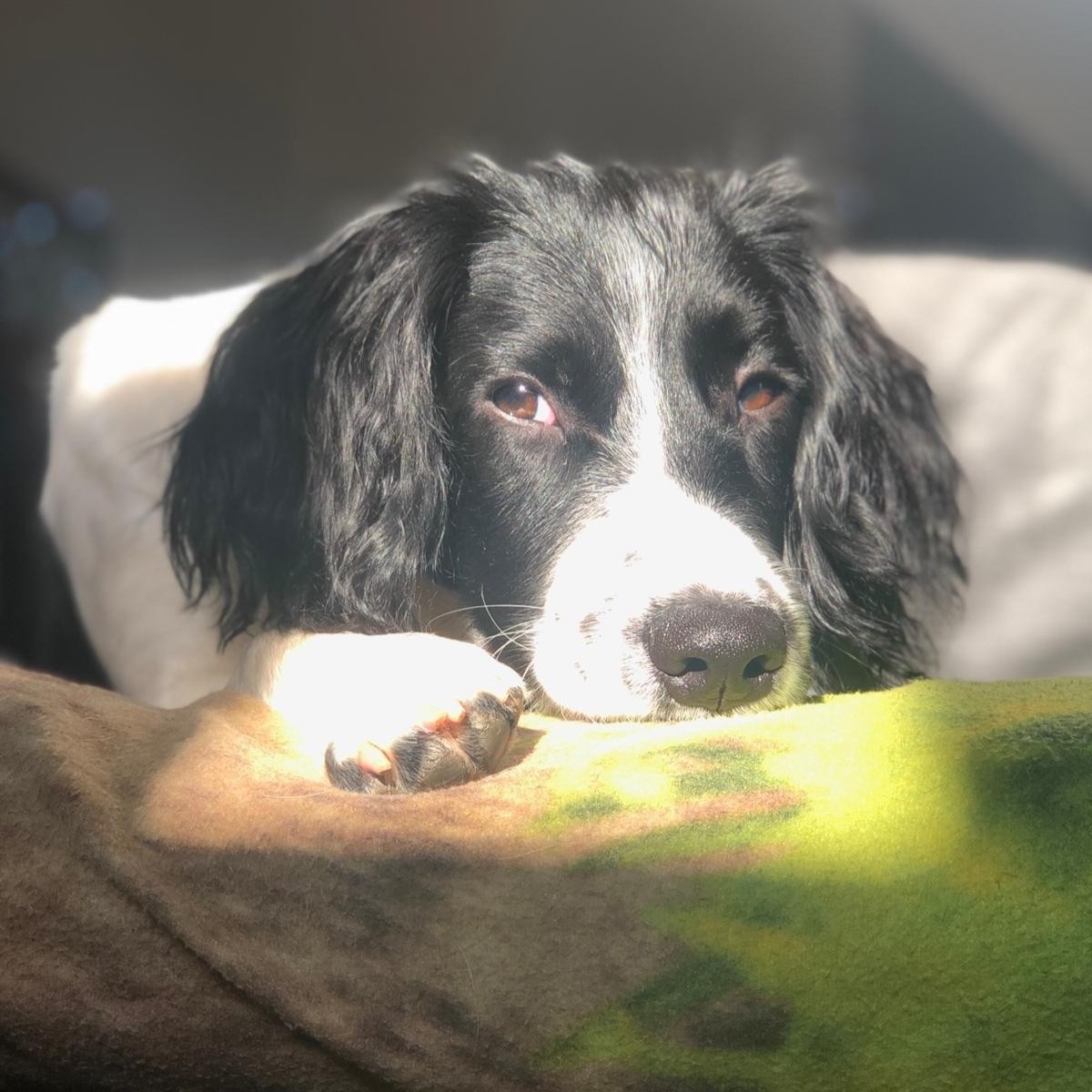 Black and white spaniel dog in the sunshine