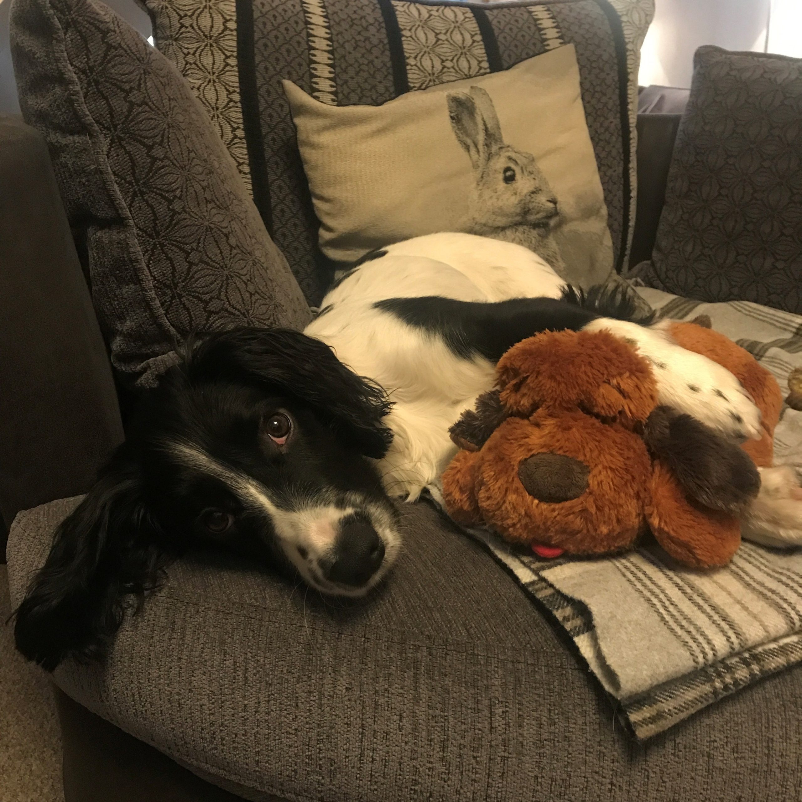 Black and white spaniel dog on the sofa with a cuddly toy
