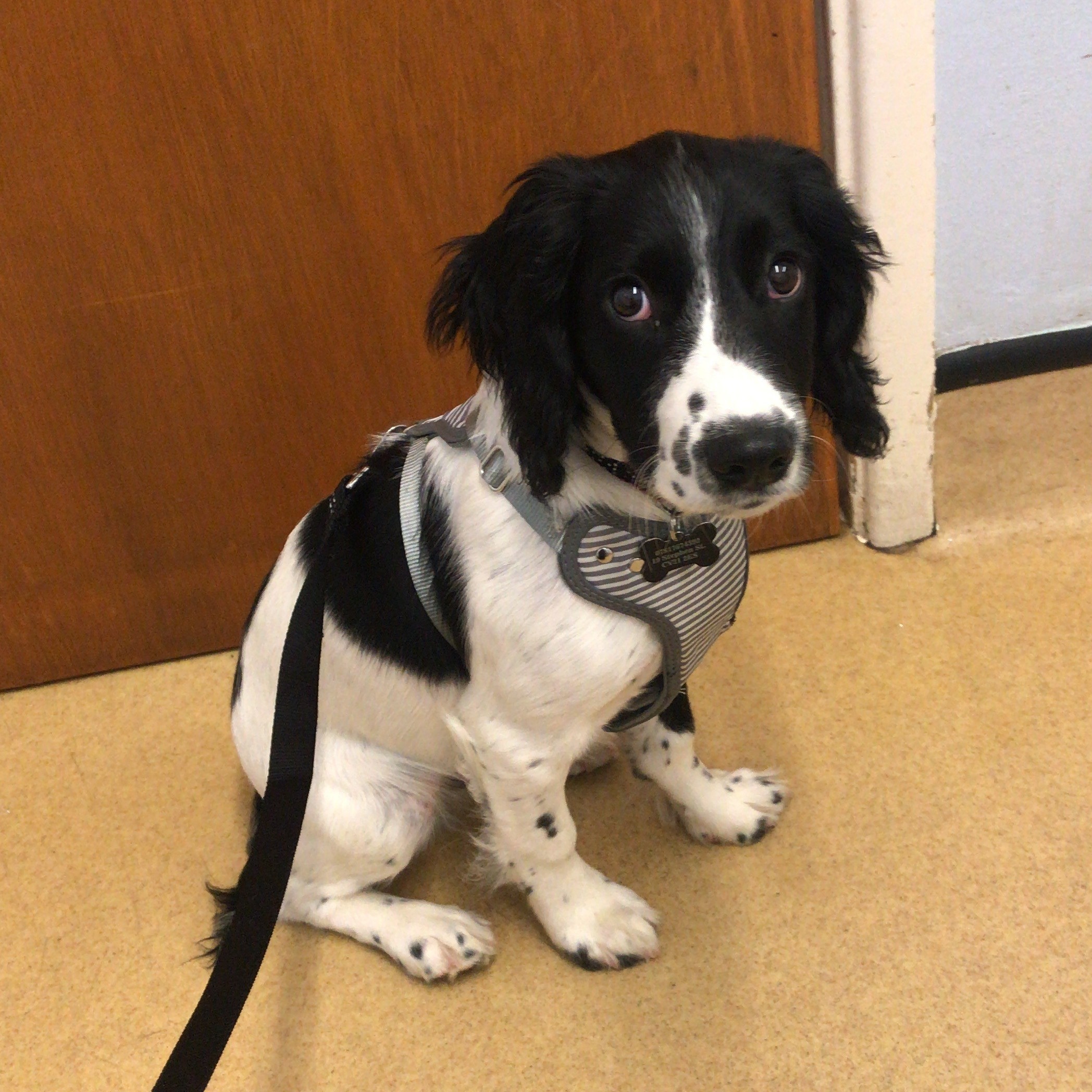 Black and white spaniel dog at the vet