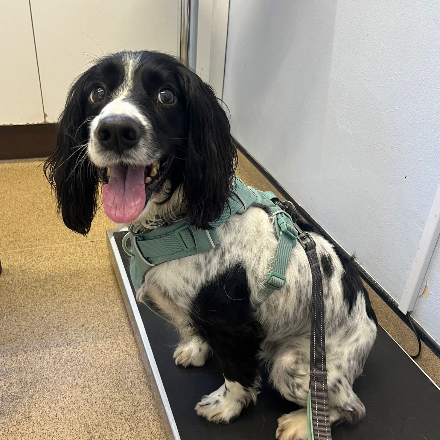 Black and white spaniel dog