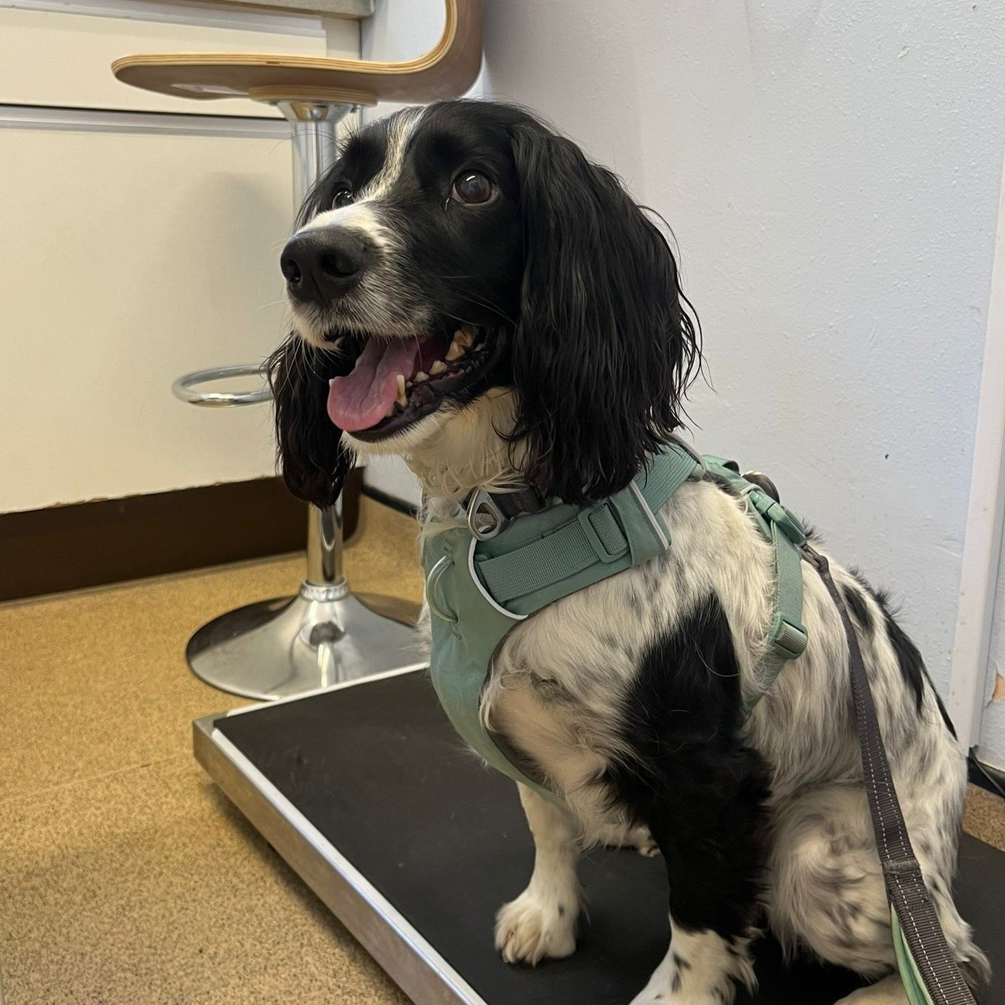 Black and white spaniel dog