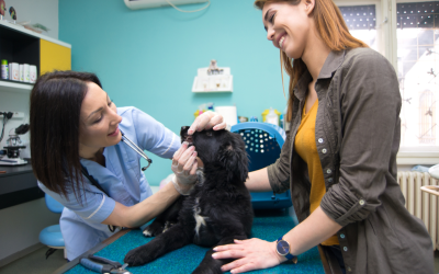 Public and Guardian Involvement and Engagement (PGIE): Continuing the One Medicine conversation together