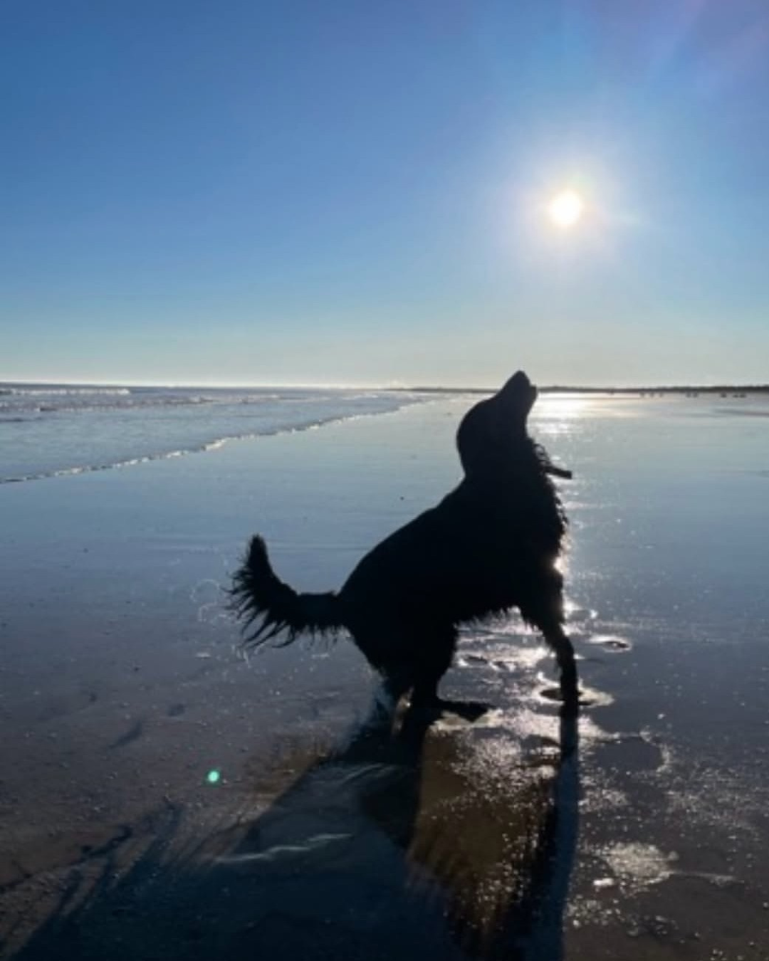 Black and white spaniel dog in the sunshine