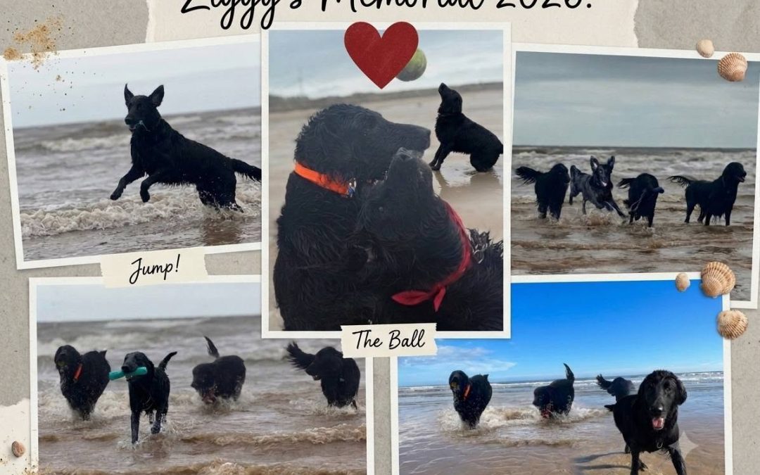 Supporters raise over £4,000 in memory of Ziggy