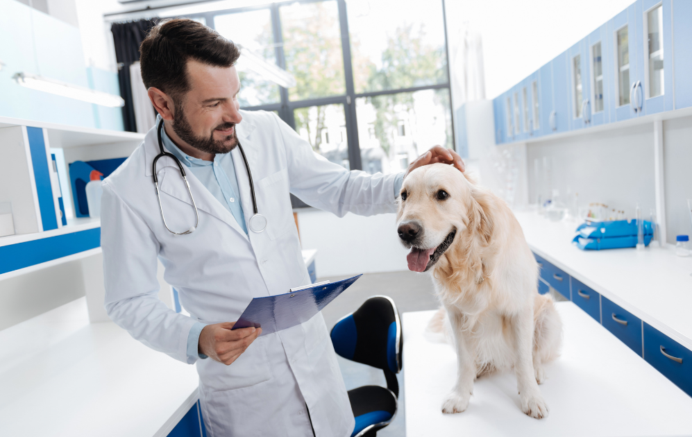 Vet and dog